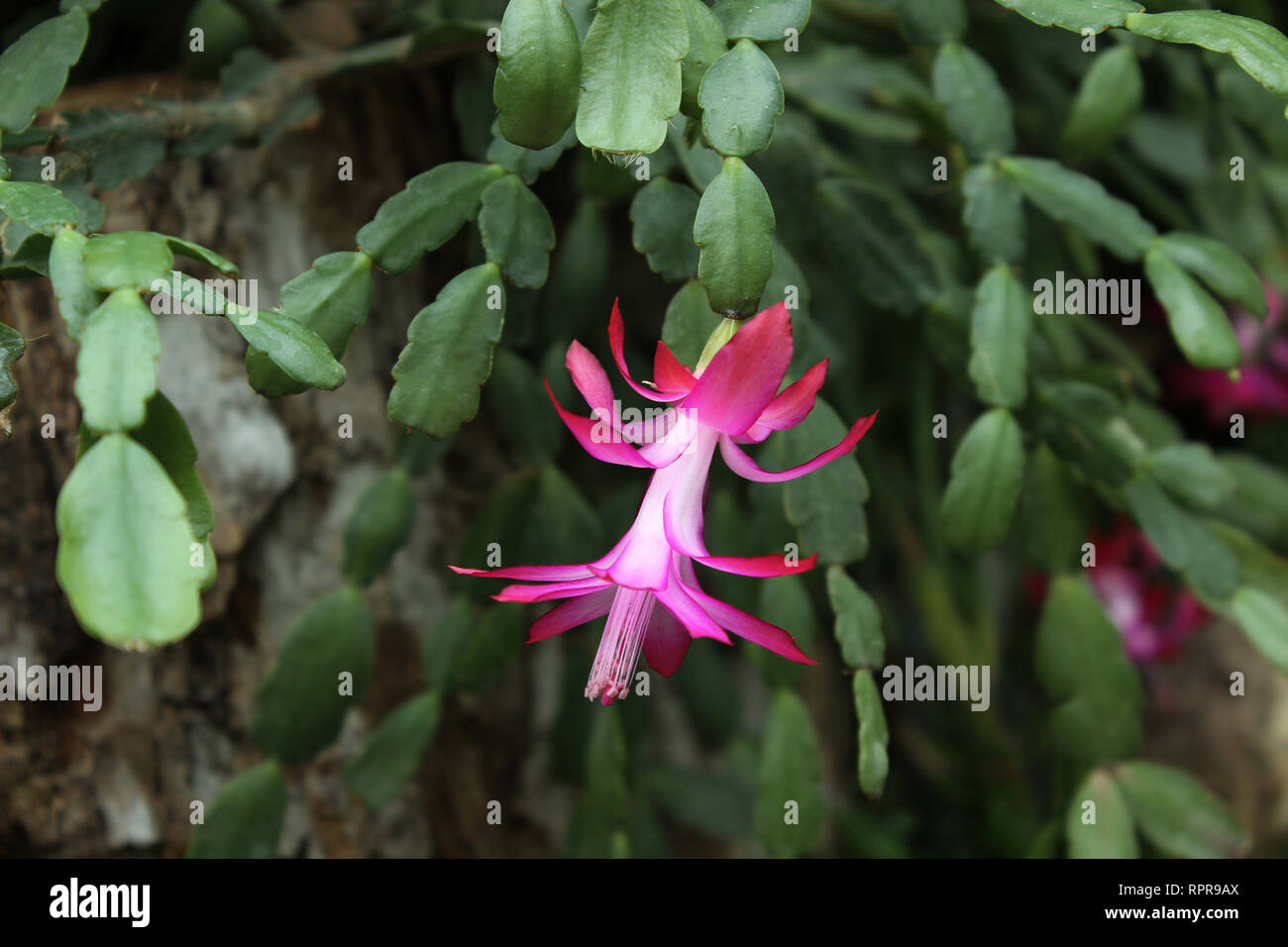 Schlumbergera truncata Cactus (cactus de Noël) fausse floraison dans un jardin botanique à Belgrade Banque D'Images