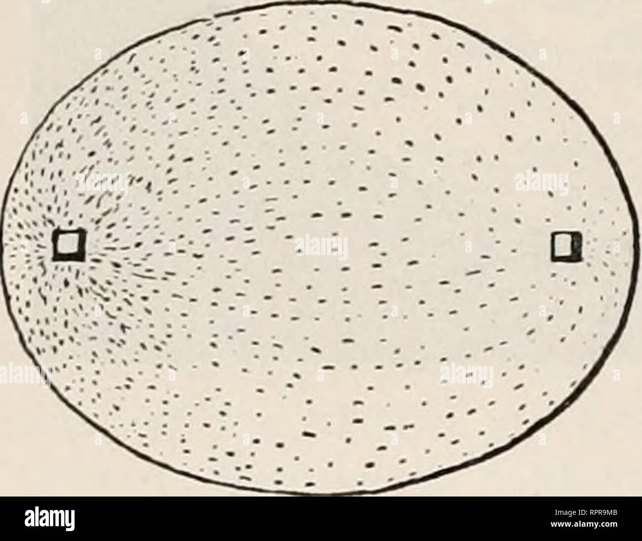 . Allgemeine Physiologie. Ein Grundriss der Lehre vom Leben. La Physiologie, comparatif. 478 Fünftes Capitel. Um die Galvanotaxis dieser zu untersuchen Organismen, bedienen wir uns am besten wieder des oben beschriebenen Objectträgers unpolarizirbaren Thonleistenelektroden mit den oder auch unpolarizirbarer Pinselelektroden Elektroden, die den sind eingerichtet analogique, aber statt der Pinsel Spitzen aus gebranntem Thon tragen, die die dans durchströmende eingetaucht Flüssigkeit zu werden können (Fig. 235). Bringt die parallelen zwischen homme Elektrodenleisten- Objet des trägers (Fig. 236B) einige Tr Banque D'Images