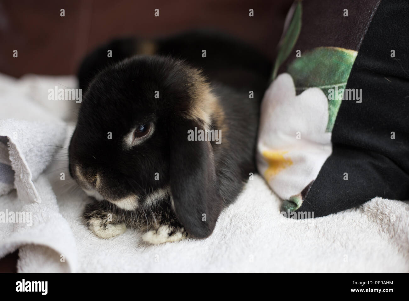 Les lapins à l'intérieur mini loutre Lop Banque D'Images