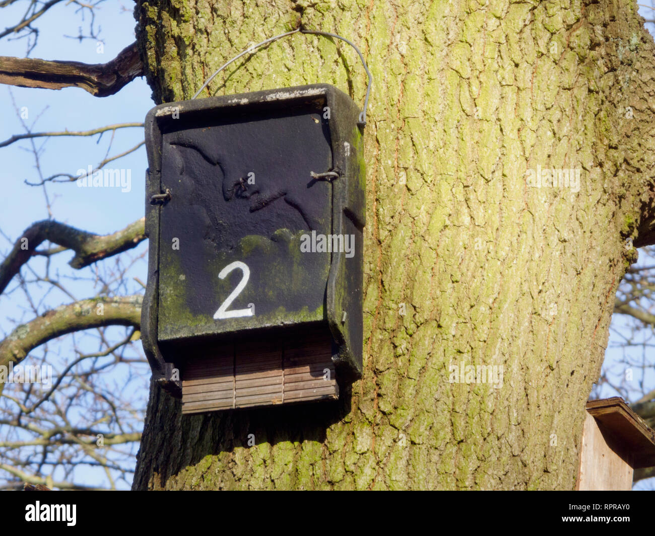 Bat fort monté sur un tronc d'arbre une forme de la faune ou à la conservation de la Nature, UK Banque D'Images