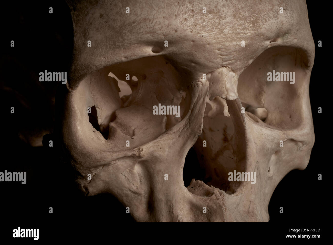 Extreme close up d'un crâne humain avec l'accent sur les fosses nasales. Banque D'Images