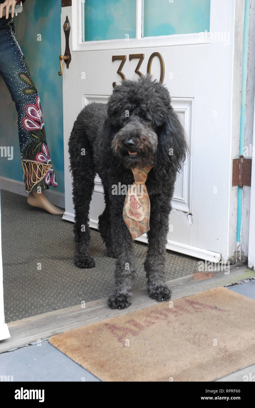 La Nouvelle-Orléans, Louisiane, Etats-Unis. Feb19,2013. En costume de chien se trouve dans le quartier français de la porte. Banque D'Images