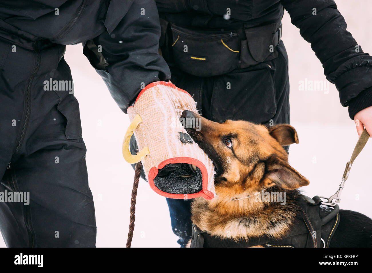 La formation de berger allemand pure race, jeune chien ou Chien Loup d'Alsace. L'attaque et la défense. Formation avec manchon en saison d'hiver Banque D'Images