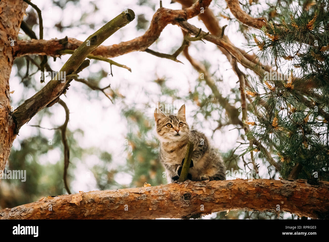 Chat drôle assis sur une branche d'arbre de pin dans le parc forestier d'été Banque D'Images