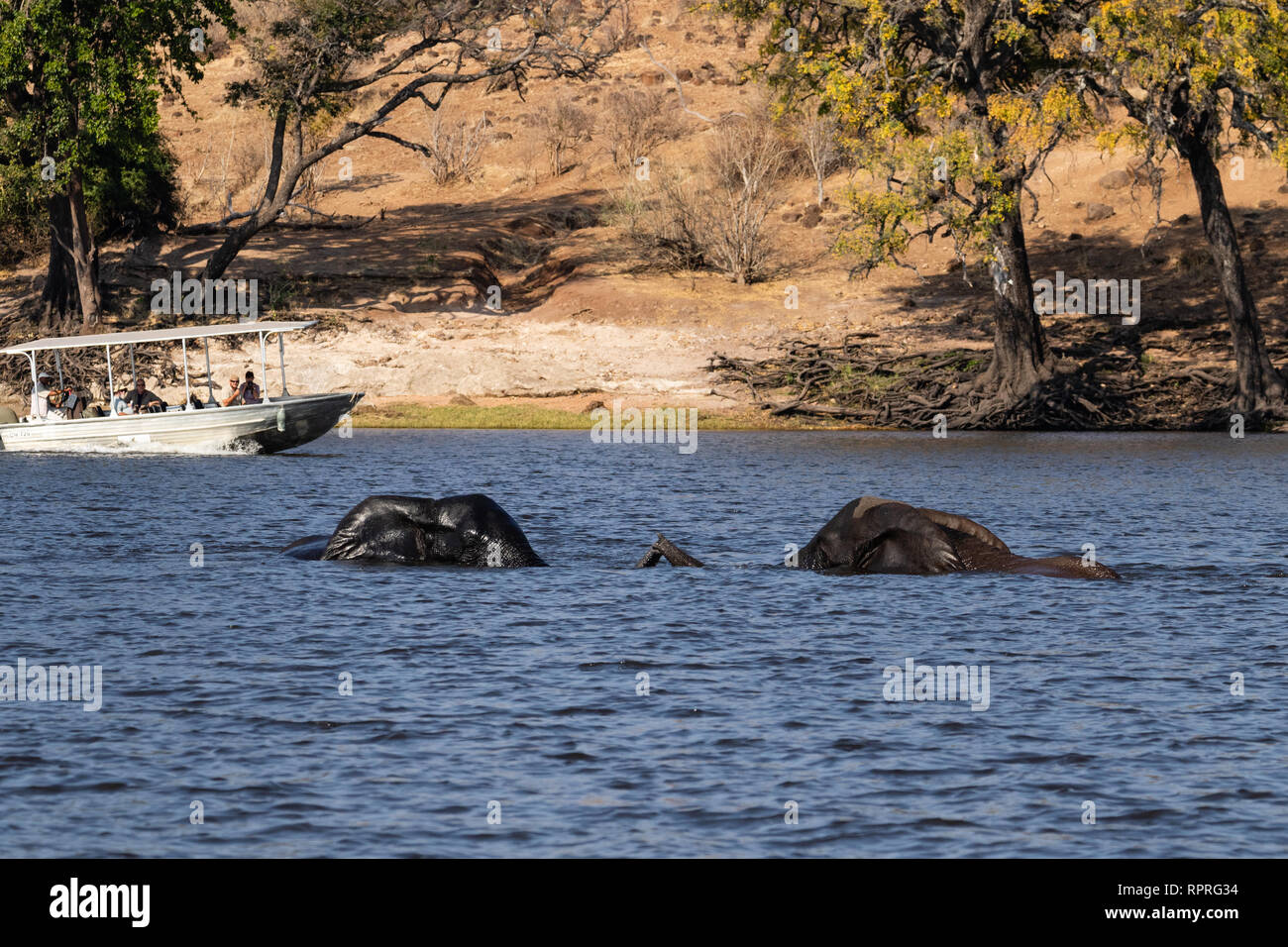 Deux éléphants mâles jouent à la lutte et à la natation dans la rivière, tandis qu'un bateau touristique passe en arrière-plan dans le parc national Chobe, Kasane, Botswana Banque D'Images