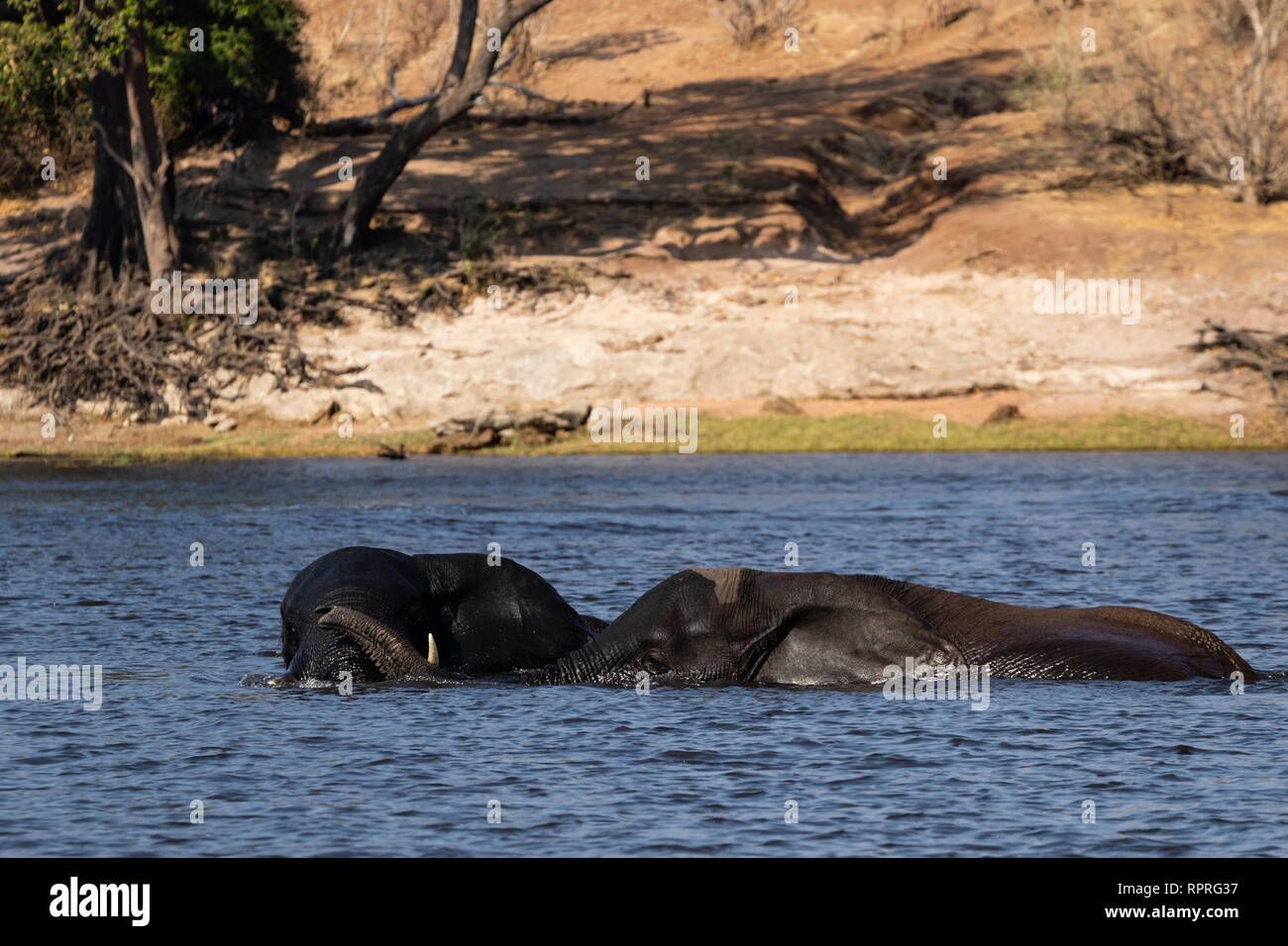 Deux jeunes éléphants de sexe masculin jouent à la lutte et à la natation dans la rivière, le parc national Chobe, Kasane au Botswana Banque D'Images