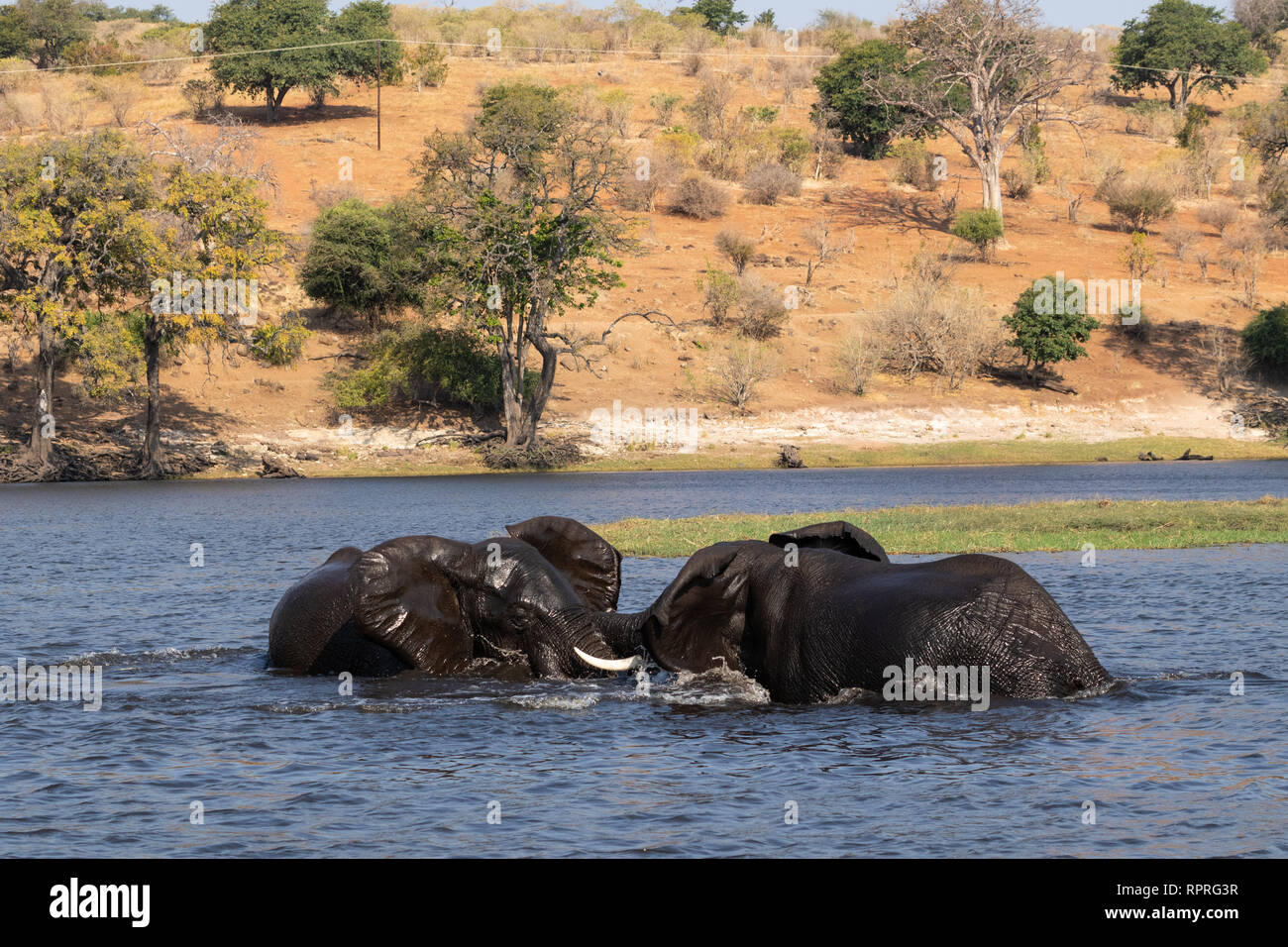 Deux jeunes éléphants de sexe masculin jouent à la lutte et à la natation dans la rivière, le parc national Chobe, Kasane au Botswana Banque D'Images