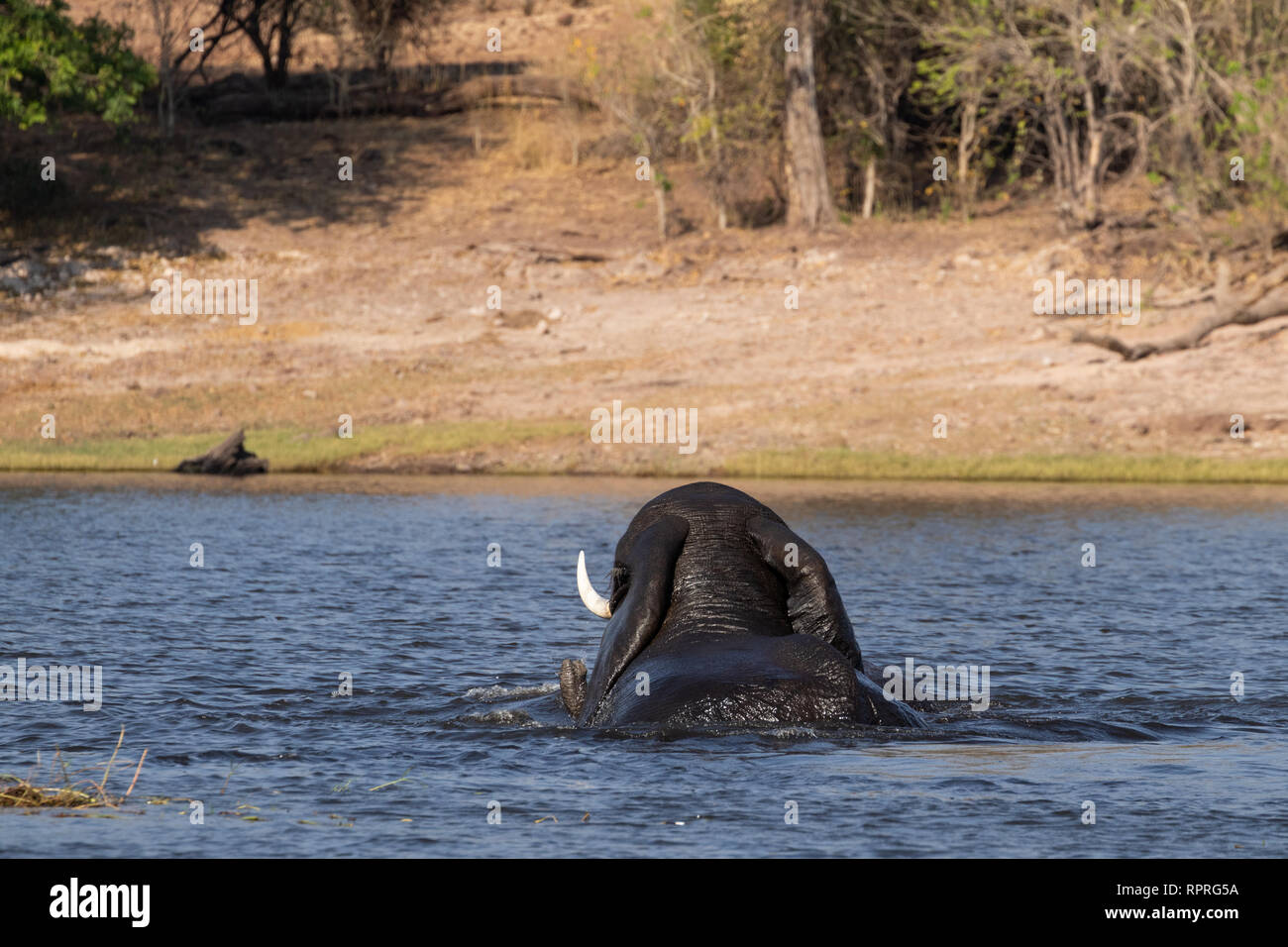 Deux jeunes éléphants de sexe masculin jouent à la lutte et à la natation dans la rivière, le parc national Chobe, Kasane au Botswana Banque D'Images