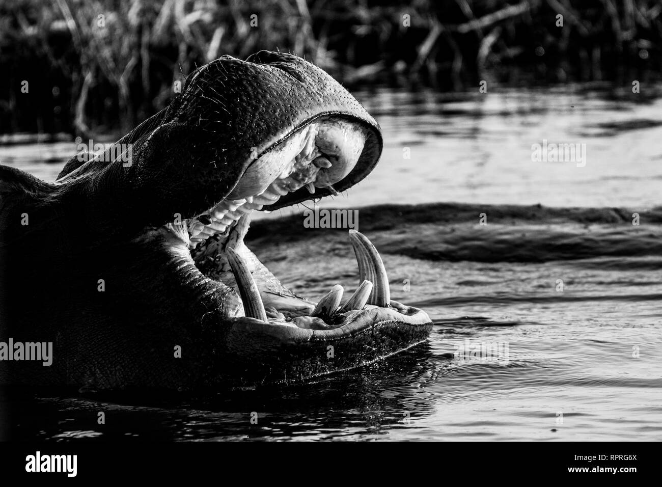 Hippopotame (Hippopotamus amphibius) reposant dans l'eau, le Parc National de Chobe au Botswana Banque D'Images