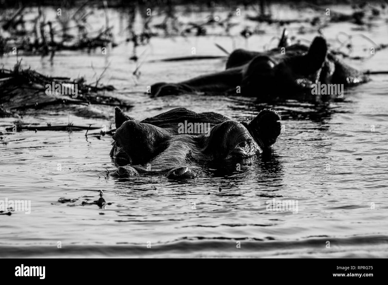 Hippopotame (Hippopotamus amphibius) reposant dans l'eau, le Parc National de Chobe au Botswana Banque D'Images