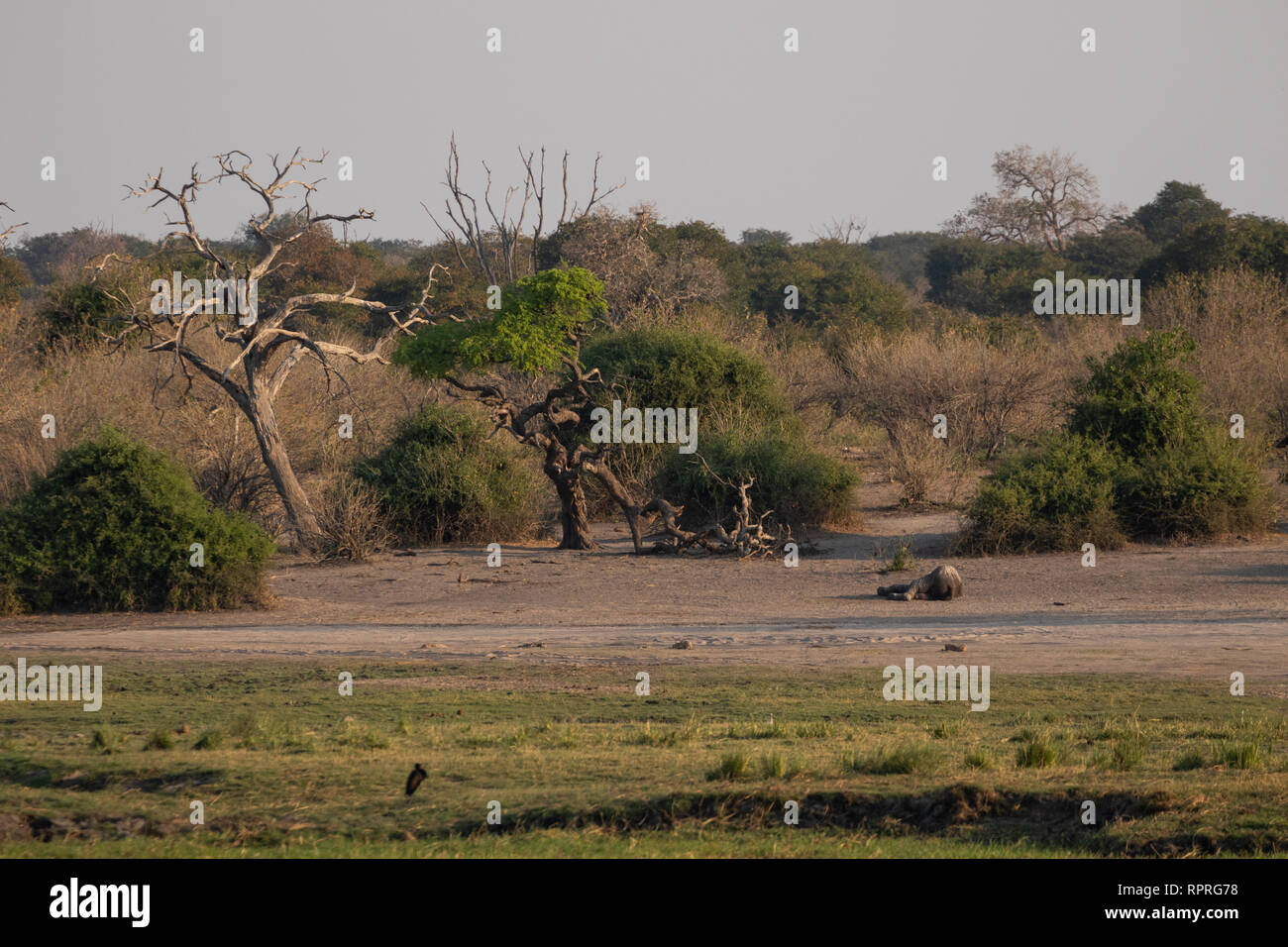 Une carcasse d'éléphant morte, partiellement piégée sur la rive de la rivière , parc national de Chobe près de la ville de Kasane au Botswana Banque D'Images