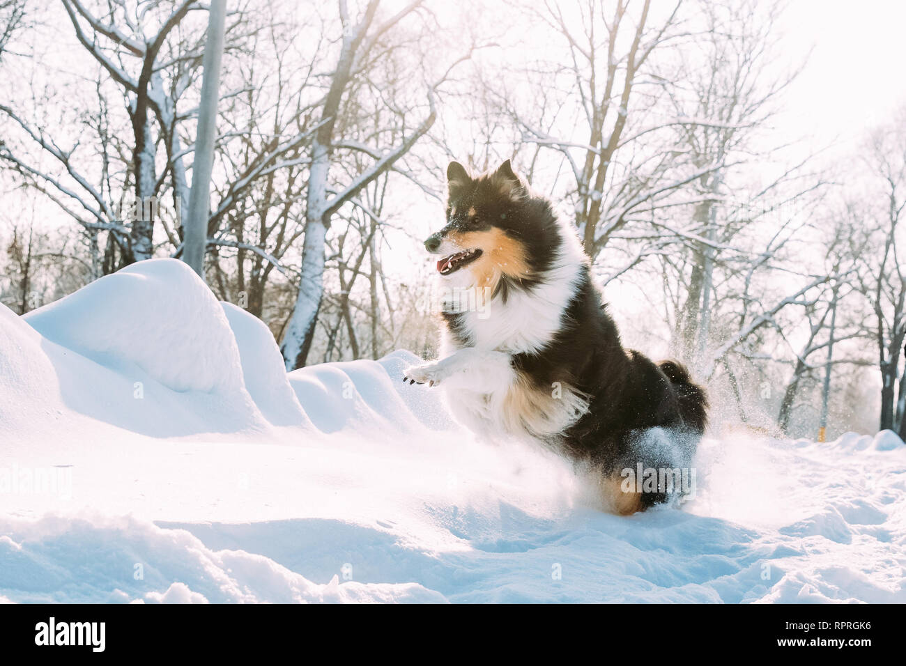 Funny Jeunes Shetland Sheepdog Sheltie, Collie, Course rapide en plein air parc enneigé. Animaux de la forêt en hiver ludique Banque D'Images