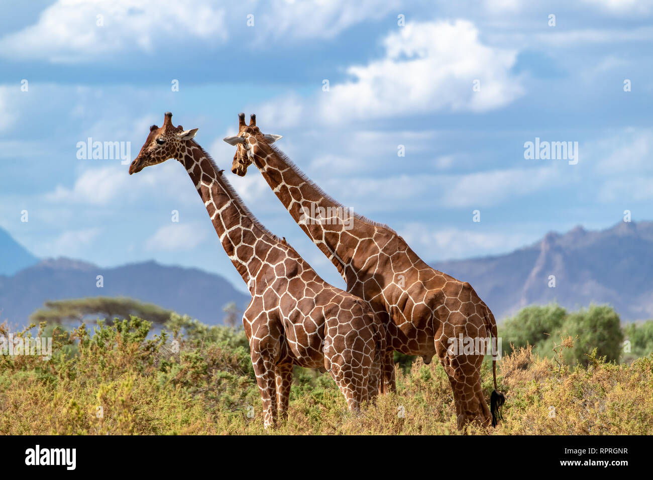 Deux girafes réticulée (Giraffa camelopardalis reticulata) sondage le scène de fin d'après-midi au Kenya, Afrique. Elles sont considérées en danger. Banque D'Images
