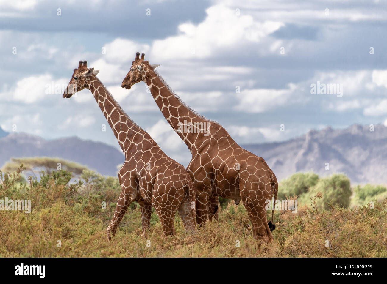 Deux girafes réticulée (Giraffa camelopardalis reticulata) sondage le scène de fin d'après-midi au Kenya, Afrique. Elles sont considérées en danger. Banque D'Images