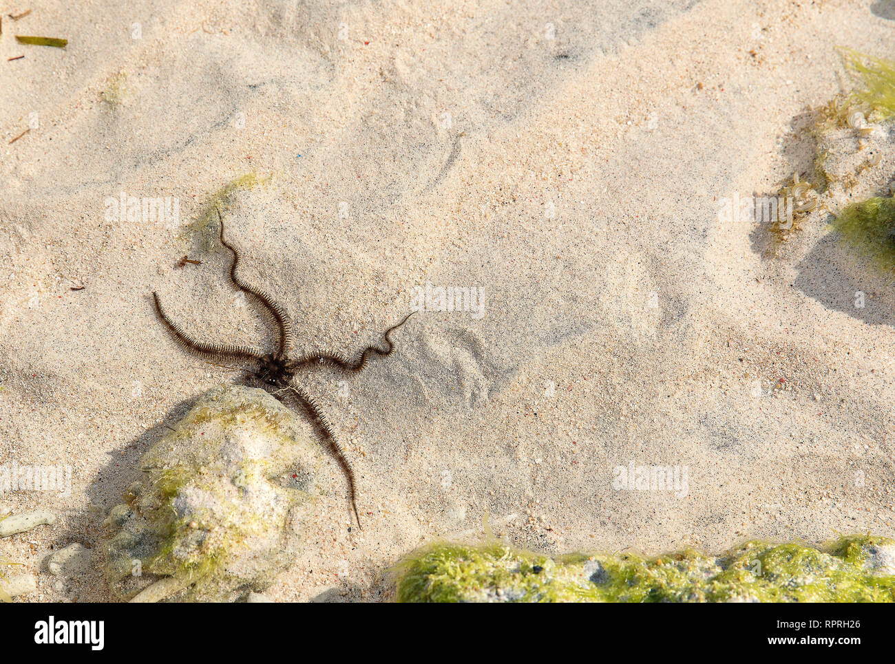 Starfish, lisse Ophioderma longicauda fragile (star) sur la mer de Gili Trawangan, Indonésie Banque D'Images