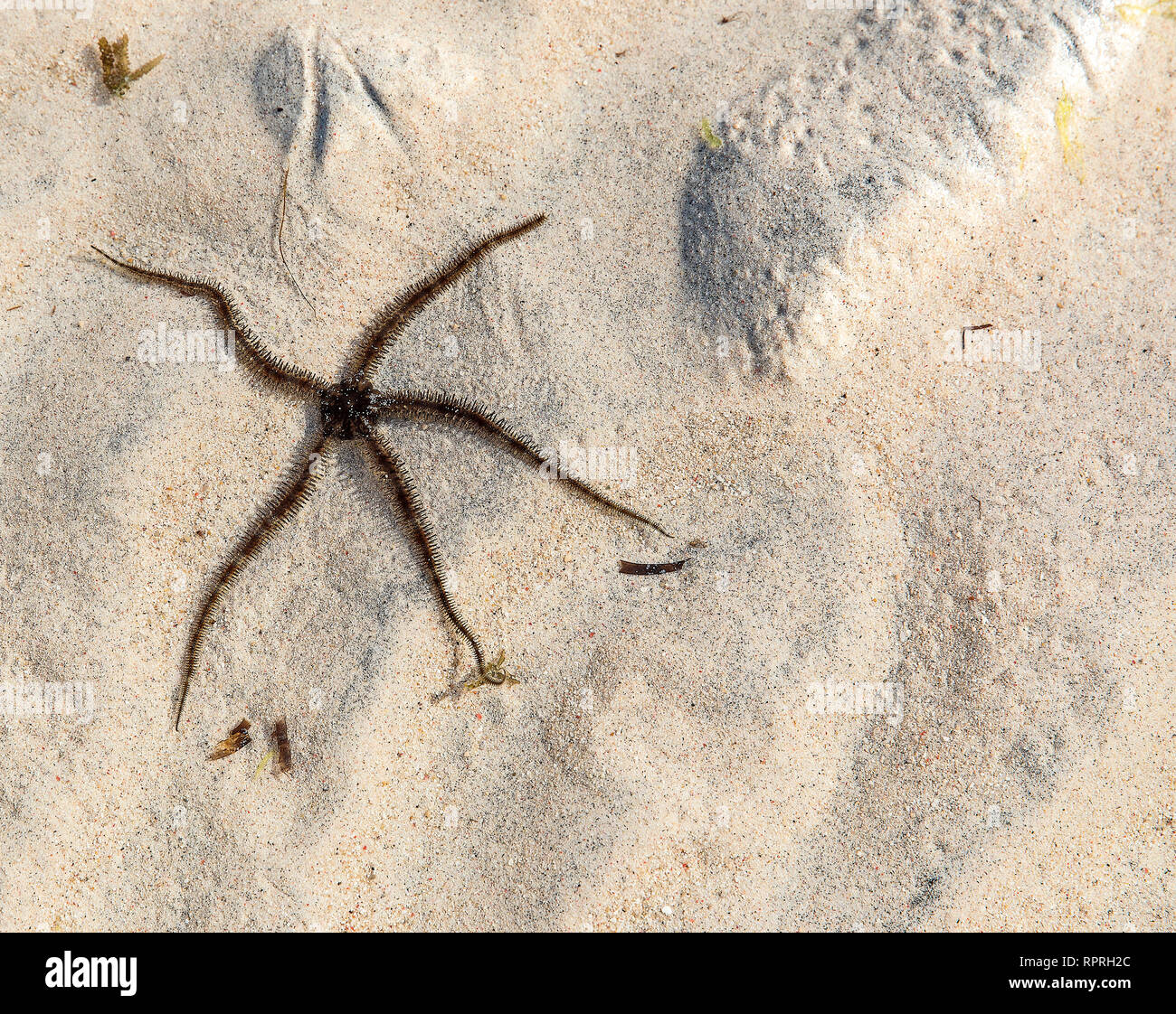 Starfish, lisse Ophioderma longicauda fragile (star) sur la mer de Gili Trawangan, Indonésie Banque D'Images