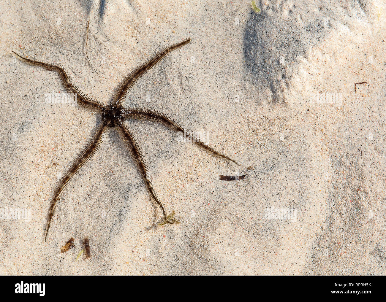Starfish, lisse Ophioderma longicauda fragile (star) sur la mer de Gili Trawangan, Indonésie Banque D'Images