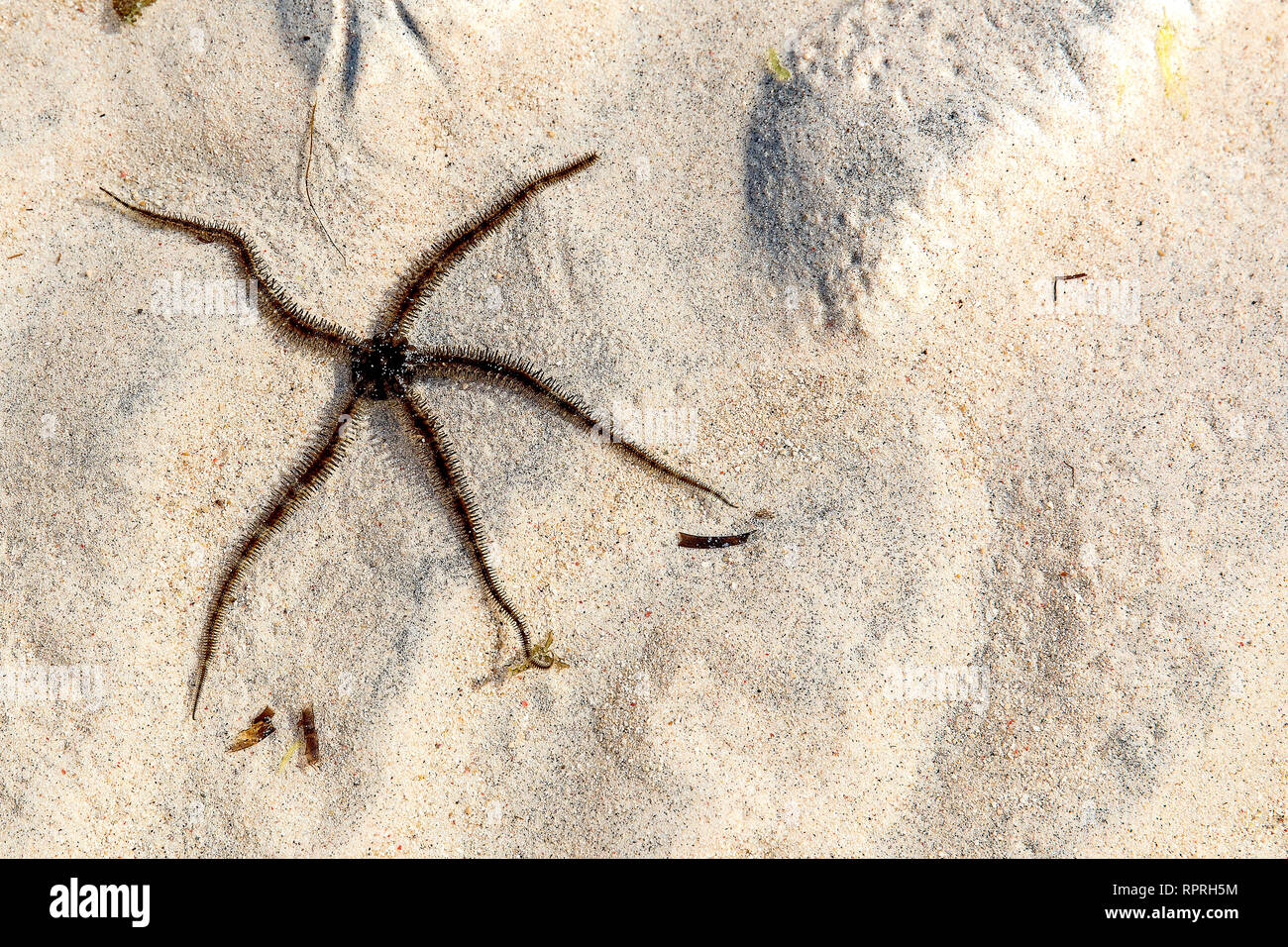 Starfish, lisse Ophioderma longicauda fragile (star) sur la mer de Gili Trawangan, Indonésie Banque D'Images