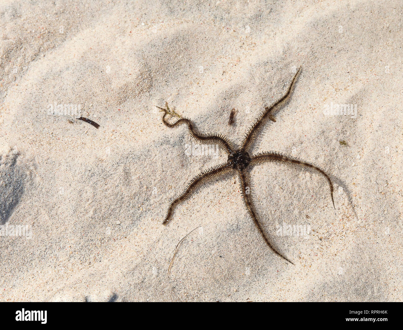 Starfish, lisse Ophioderma longicauda fragile (star) sur la mer de Gili Trawangan, Indonésie Banque D'Images