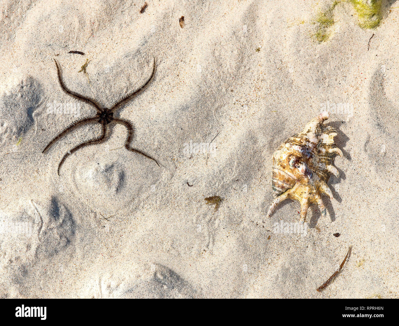 Starfish, lisse Ophioderma longicauda fragile (star) sur la mer de Gili Trawangan, Indonésie Banque D'Images