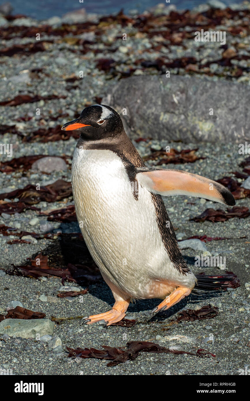 Gentoo pingouin, Pygoscelis papua sur l'île d'Hainaut, Mikkelsen Harbour Banque D'Images
