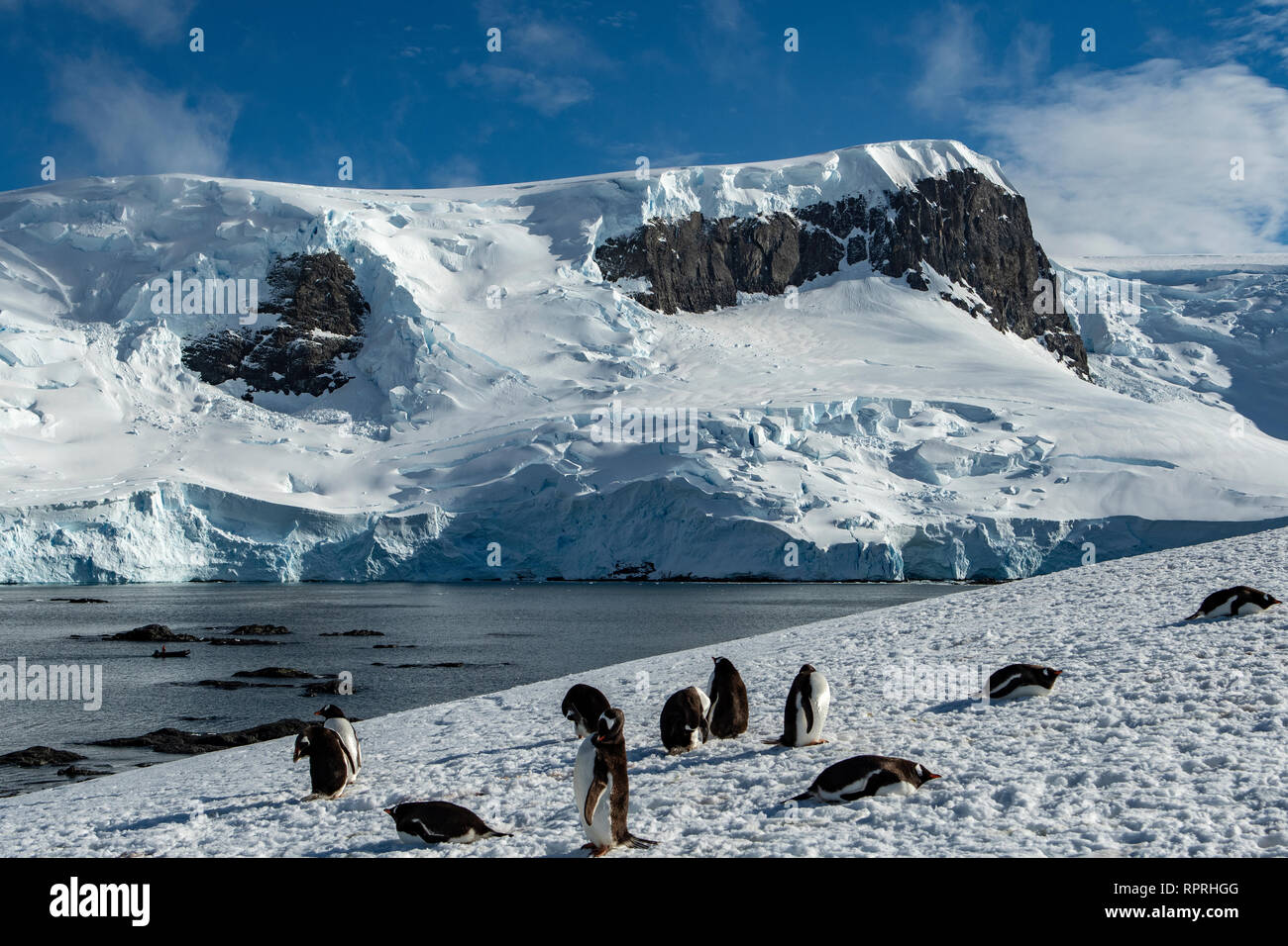Des falaises de glace glaciaire et Gentoo pingouins à Mikkelsen Harbour Banque D'Images