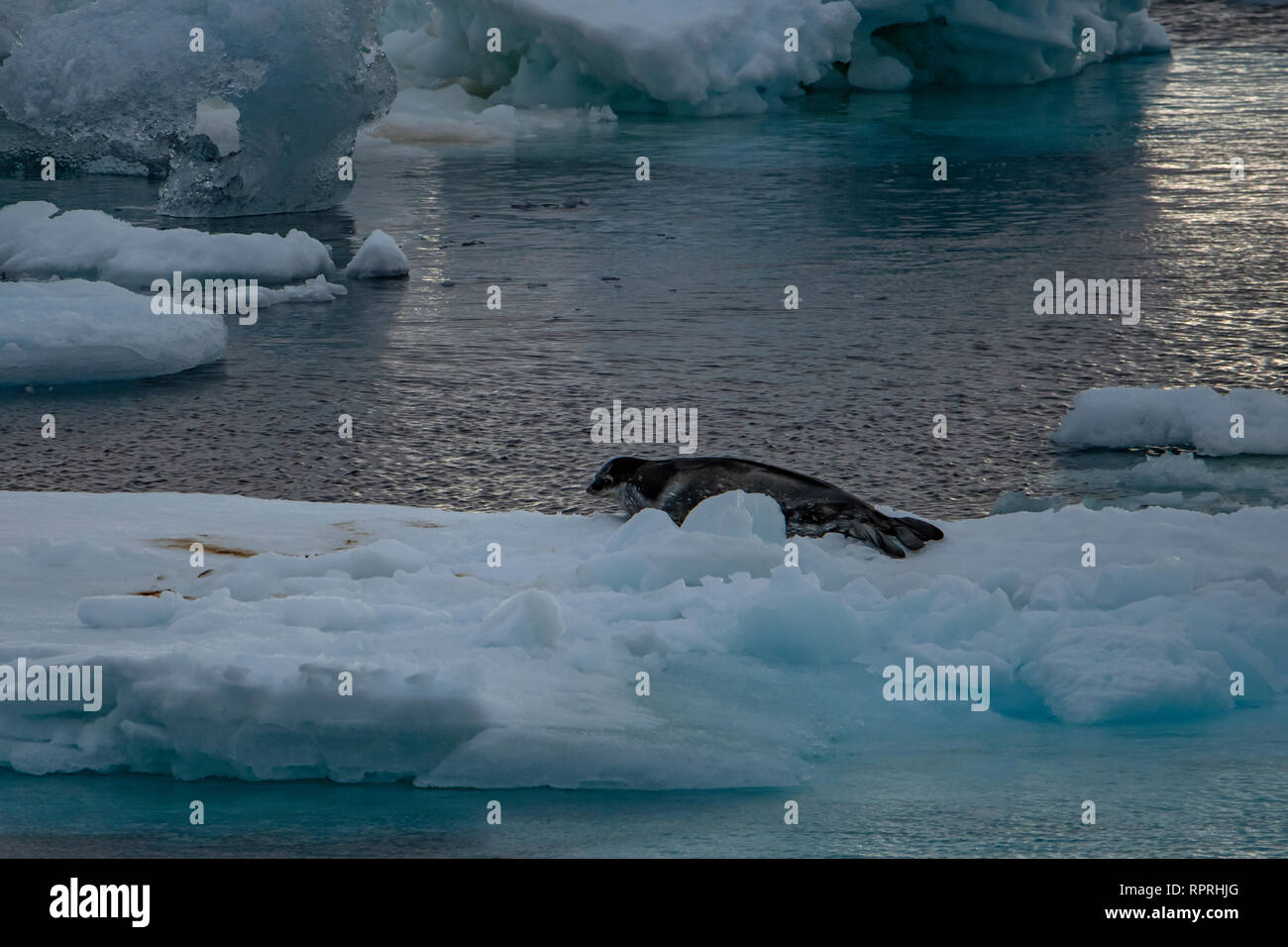 Phoque de Weddell, Leptonychotes weddelli sur banc de glace dans son Antarctique Banque D'Images