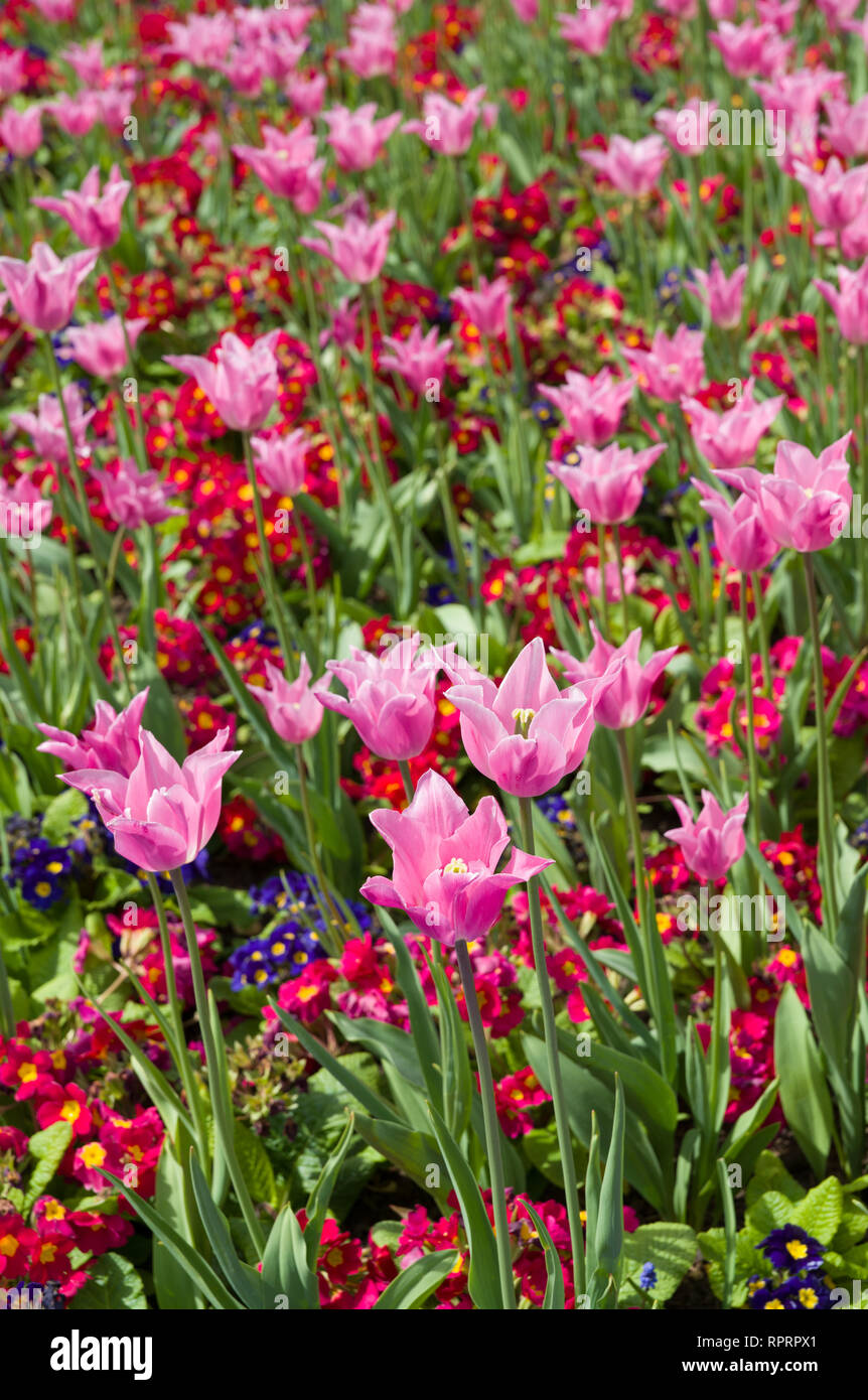 Tulipe rose poussant parmi les fleurs aux couleurs vives. Banque D'Images