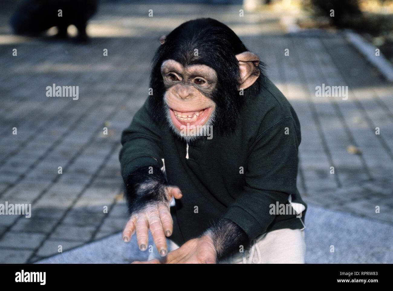 UNSER CHARLY / Kleiner Affe - grosse Liebe (2) D 1995 / Helmut Förnbacher CHARLY dans der Folge : 'Kleiner Affe - grosse Liebe". / Überschrift : UNSER CHARLY / D 1995 Banque D'Images