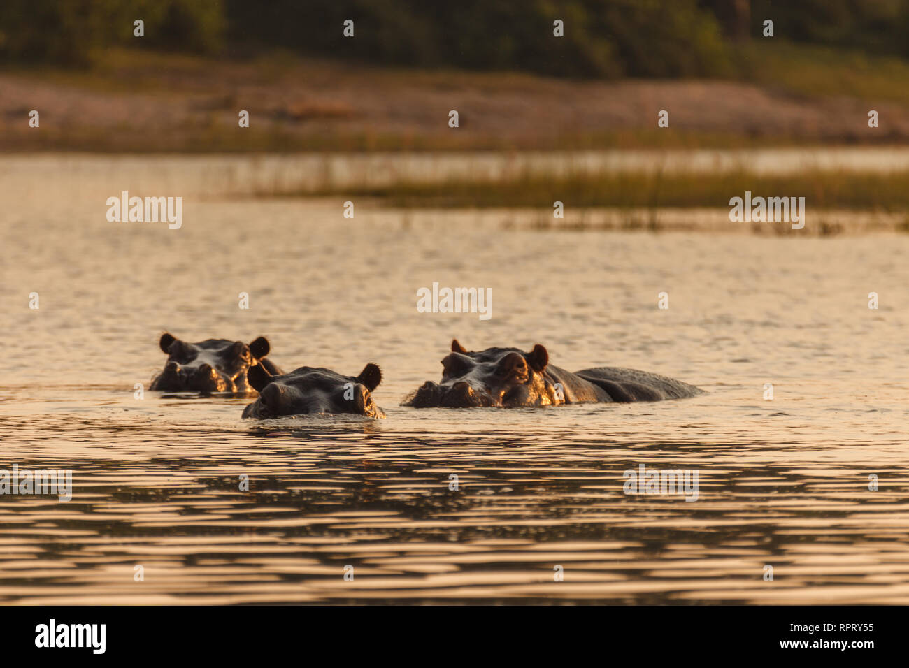 Libre de trois hippopotames immergés principalement en rivière Banque D'Images