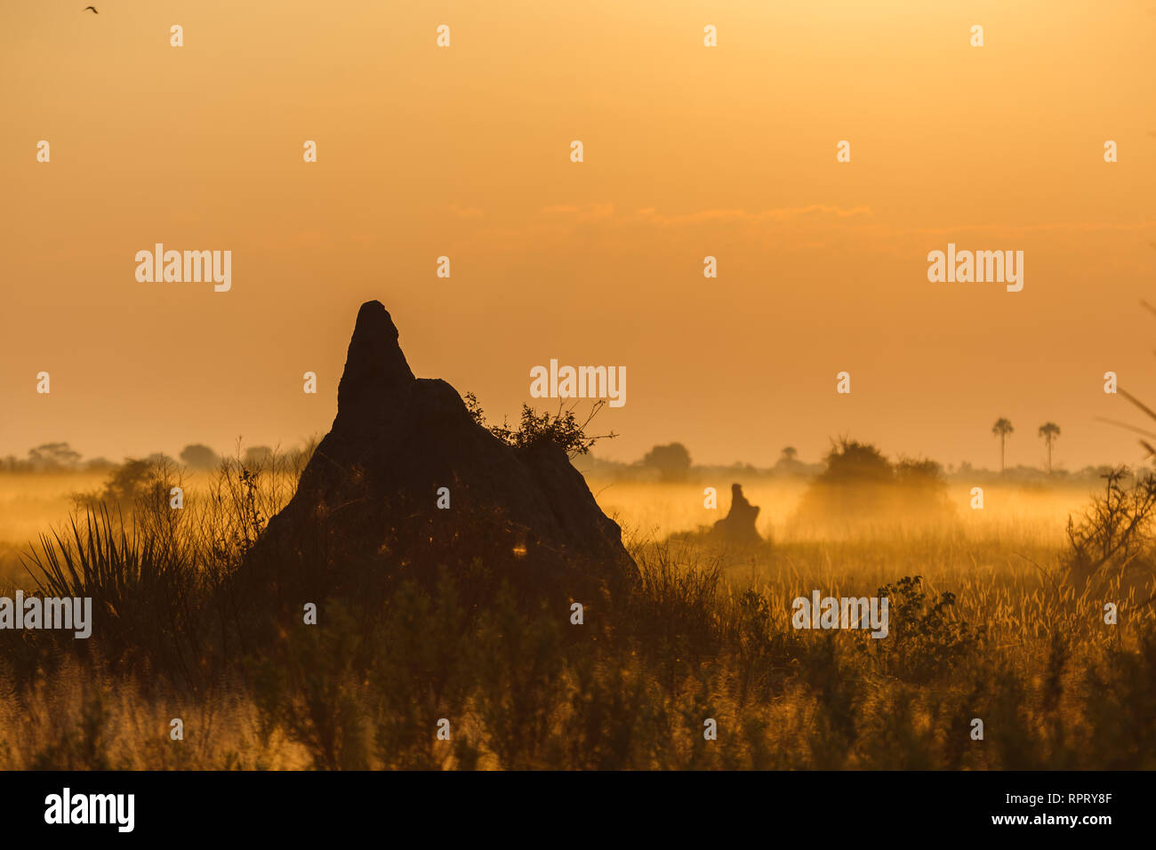 Une photo de paysage d'un termitier dans le delta de l'Okavango, Botswana, au lever du soleil, avec du brouillard en arrière-plan. Banque D'Images