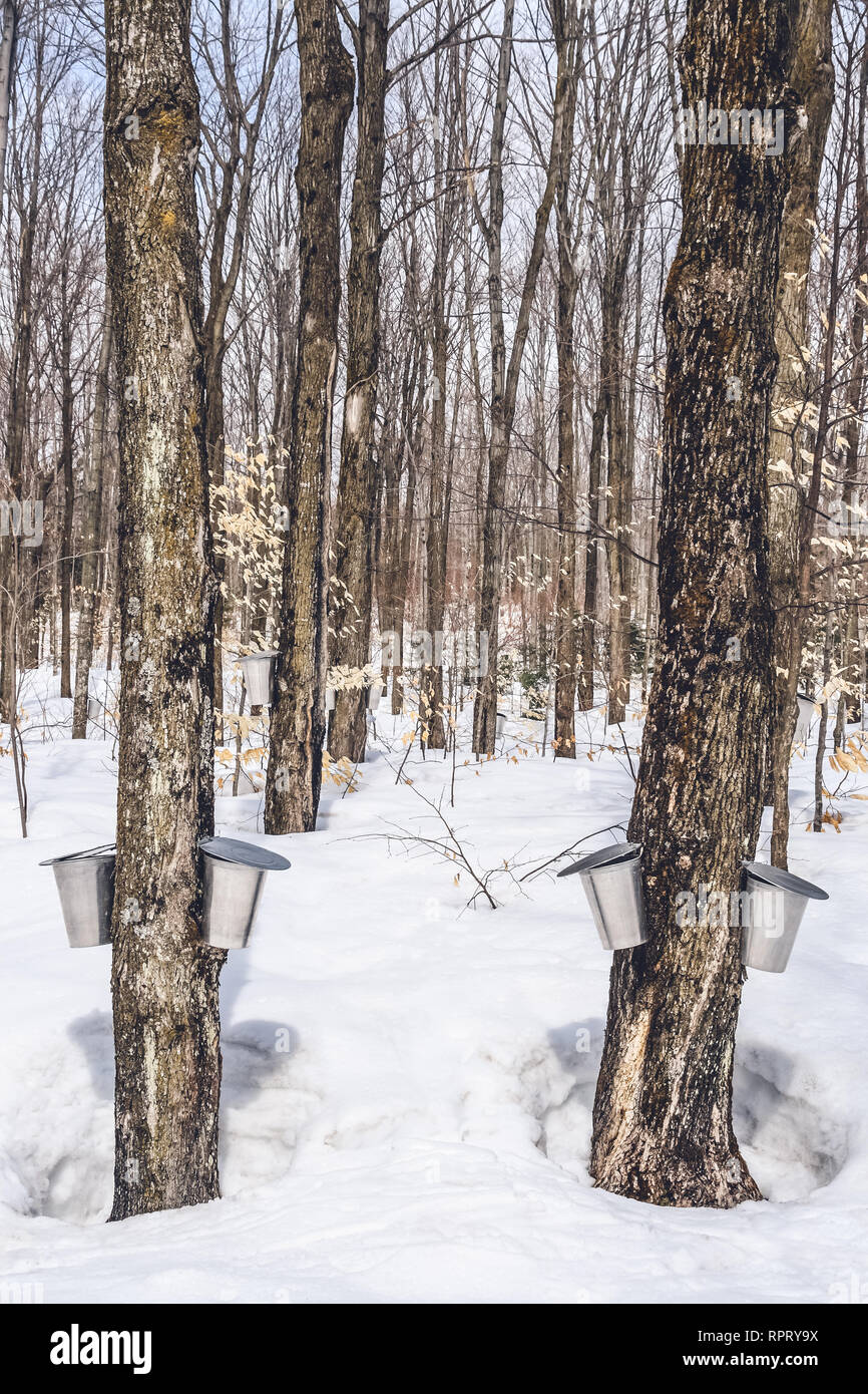 Saison du sirop d'érable dans les régions rurales du Québec. Au printemps la forêt au cours de l'eau d'érable collection. Banque D'Images