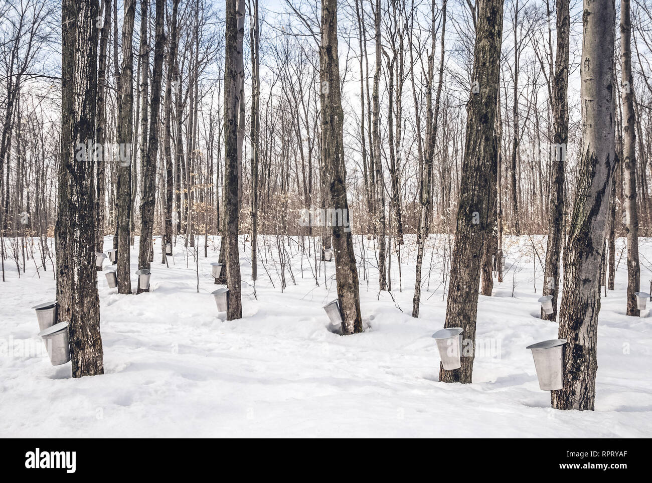 Saison du sirop d'érable dans les régions rurales du Québec, Canada. La sève d'érable collection printemps en forêt. Banque D'Images