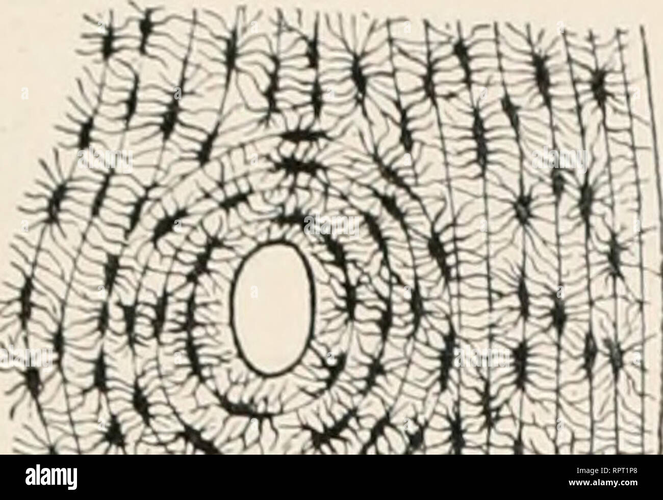 Allgemeine Physiologie ; ein Grundriss der Lehre vom Leben. La physiologie  ; la biologie. Von den Lebensäußernngen elementaren. Dans Vakuole 203 sie  mit der Zelle selbst erst als eine feste Masse