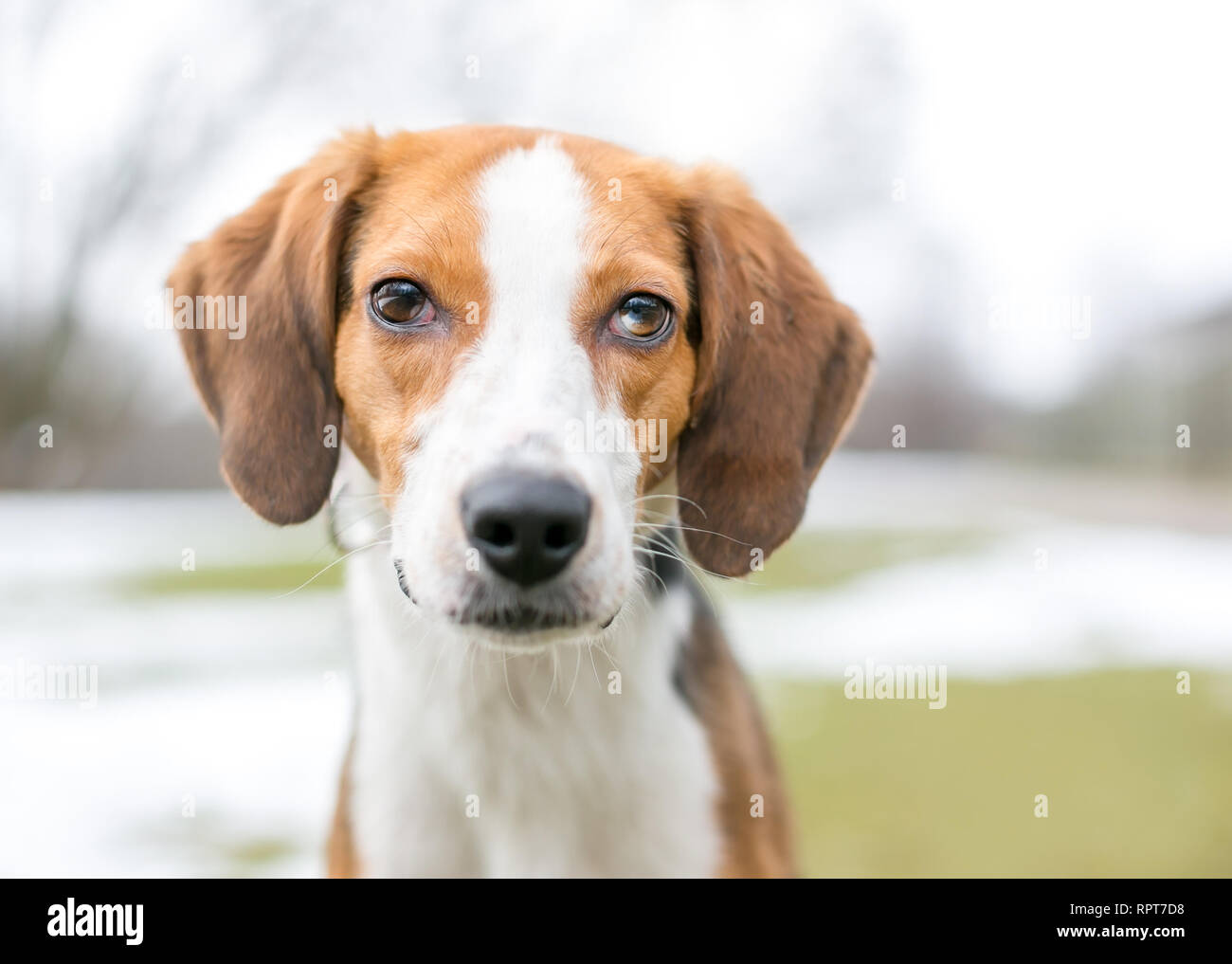 Un hound dog avec heterochromia sectorielles dans ses yeux Banque D'Images