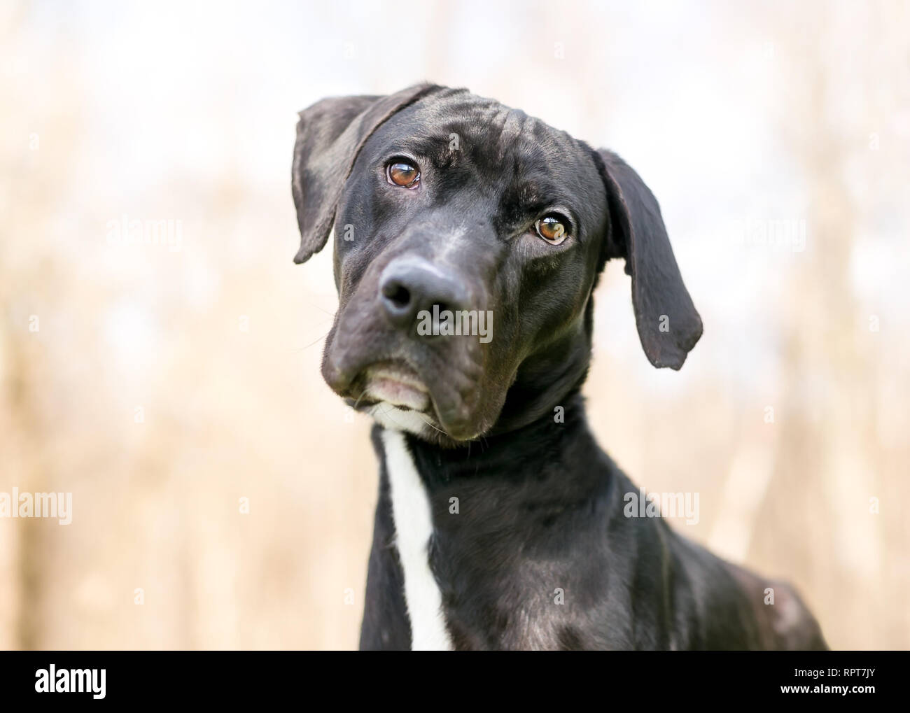 Un noir et blanc grand danois / Terrier dog écoute avec une inclinaison de tête Banque D'Images