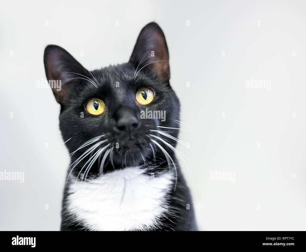 Un Interieur Noir Et Blanc Chats A Poils Courts Ou Tuxedo Cat Avec Les Yeux Jaune Vif Photo Stock Alamy Un Interieur Noir Et Blanc Chats A Poils Courts Ou Tuxedo Cat Avec Les Yeux Jaune Vif Photo Stock Alamy