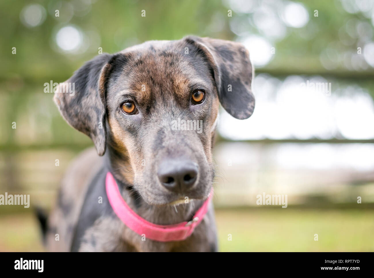 merle catahoula