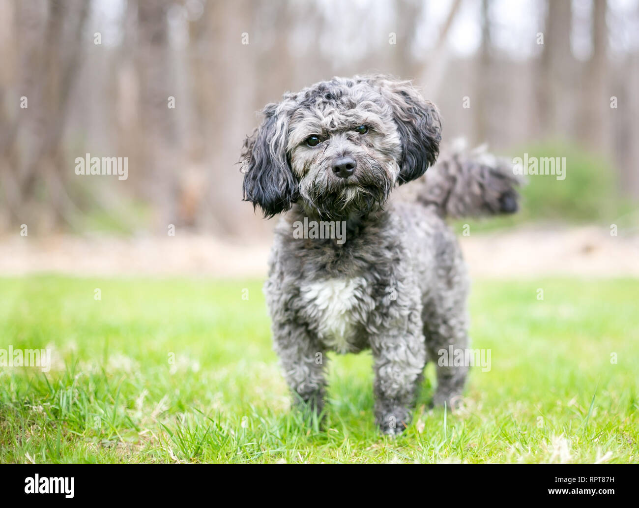 Un joli gris et blanc Bichon Havanais Shih Tzu dog coute avec