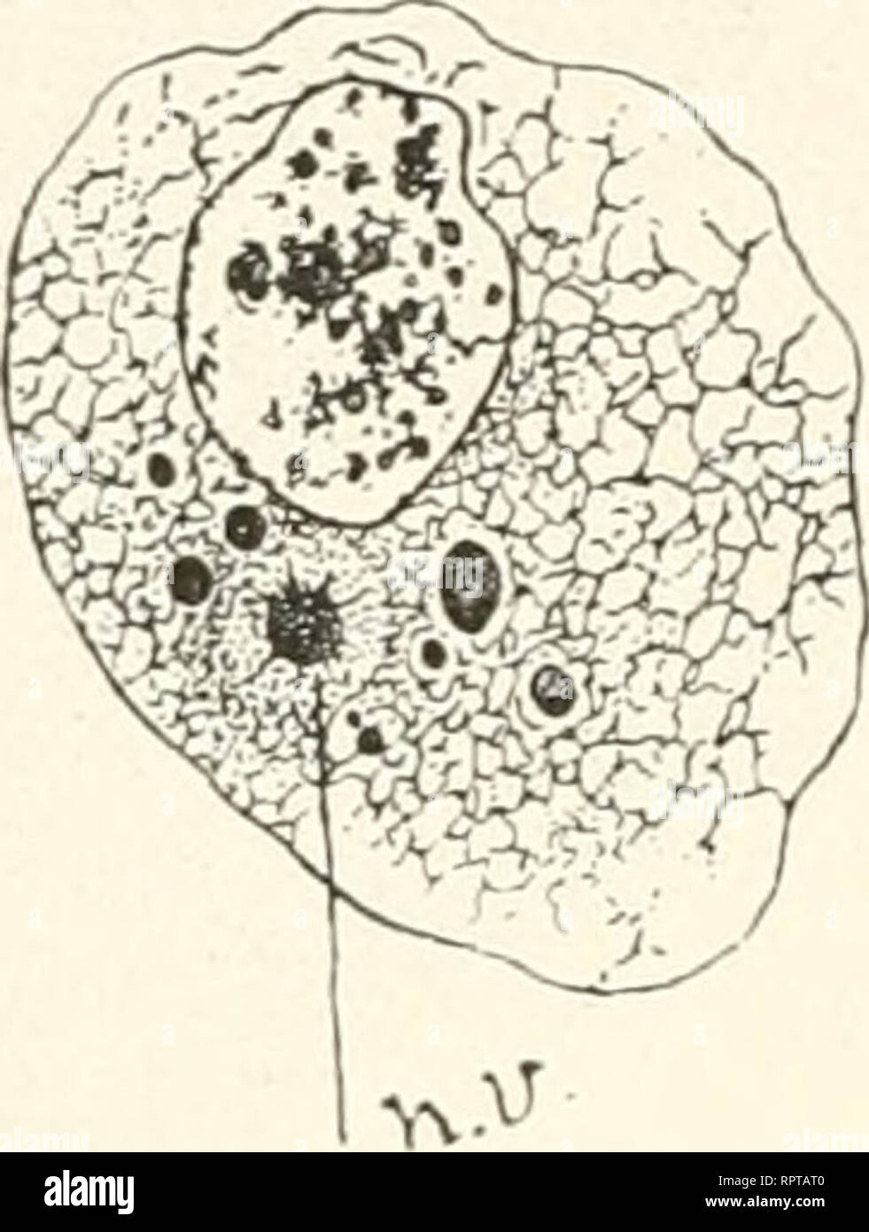 . Allgemeine Biologie. Biologie ; les cellules. Fig. 88.. Veuillez noter que ces images sont extraites de la page numérisée des images qui peuvent avoir été retouchées numériquement pour plus de lisibilité - coloration et l'aspect de ces illustrations ne peut pas parfaitement ressembler à l'œuvre originale.. Hertwig, Oscar, 1849-1922. Jena, G. Fischer Banque D'Images