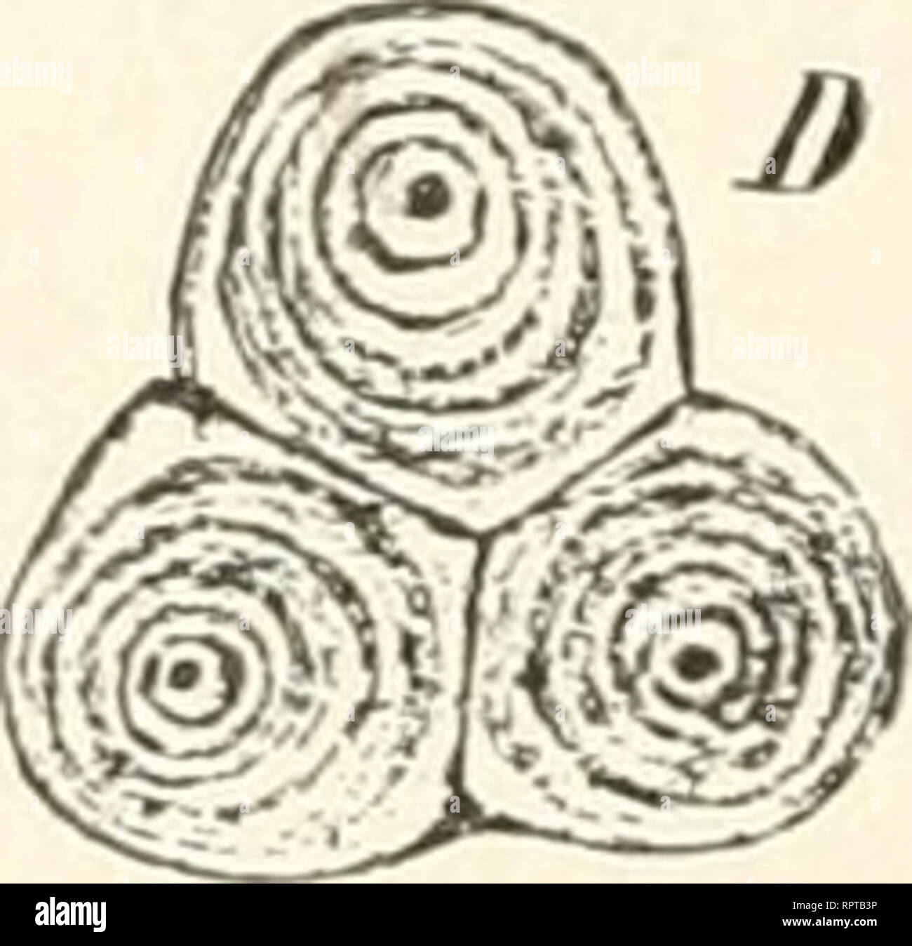 . Allgemeine Biologie. Biologie ; les cellules. Fig. 69. Aus Den der Erbse Keimblättern, Zellhaut Intercellularraiim m, je suis, Stärke, al Aleuronkörner p, Grundsubstanz Zellkern, n. Vergr. 240. Fig. 70. Stärkekörner Kartoffelknolle aus der. Strasburgek Botanisches Kach, Praktikum Fig. 7. Un einfaches, ein halb zusammengesetztes B, C et D- mengesetzte Stärkekörner ganz zusam, c der organische Kern. Vergr. 540. dass sie bei der stärksten Vergrößerung 8nur als ein Punkt erscheinen ; de sorte finden Sie sich in den Chlorophyllkörnern, den Organen également, dans l'assimilation en sie durch gebildet werden (Assimilationsst Banque D'Images