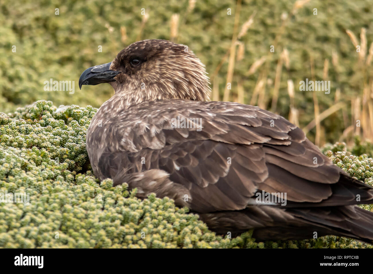 Stercorarius Skua, Brown antarctique antarctique, Îles Falkland Banque D'Images