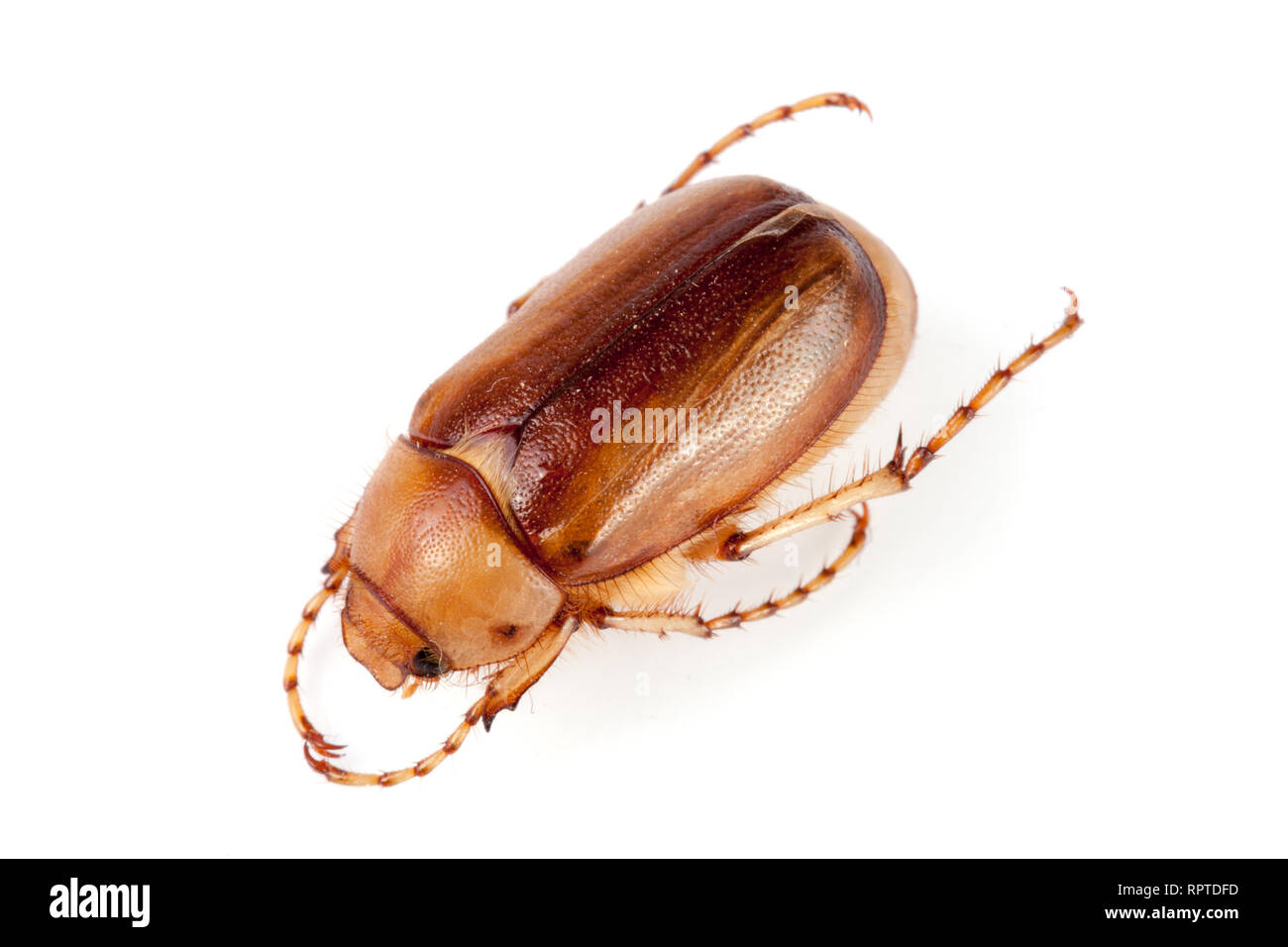 May beetle ou Cockchafer ou Melolontha isolé sur fond blanc Banque D'Images