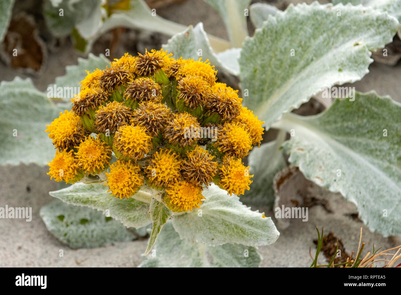 Senecio candicans, Chou de mer, îles Falkland Banque D'Images