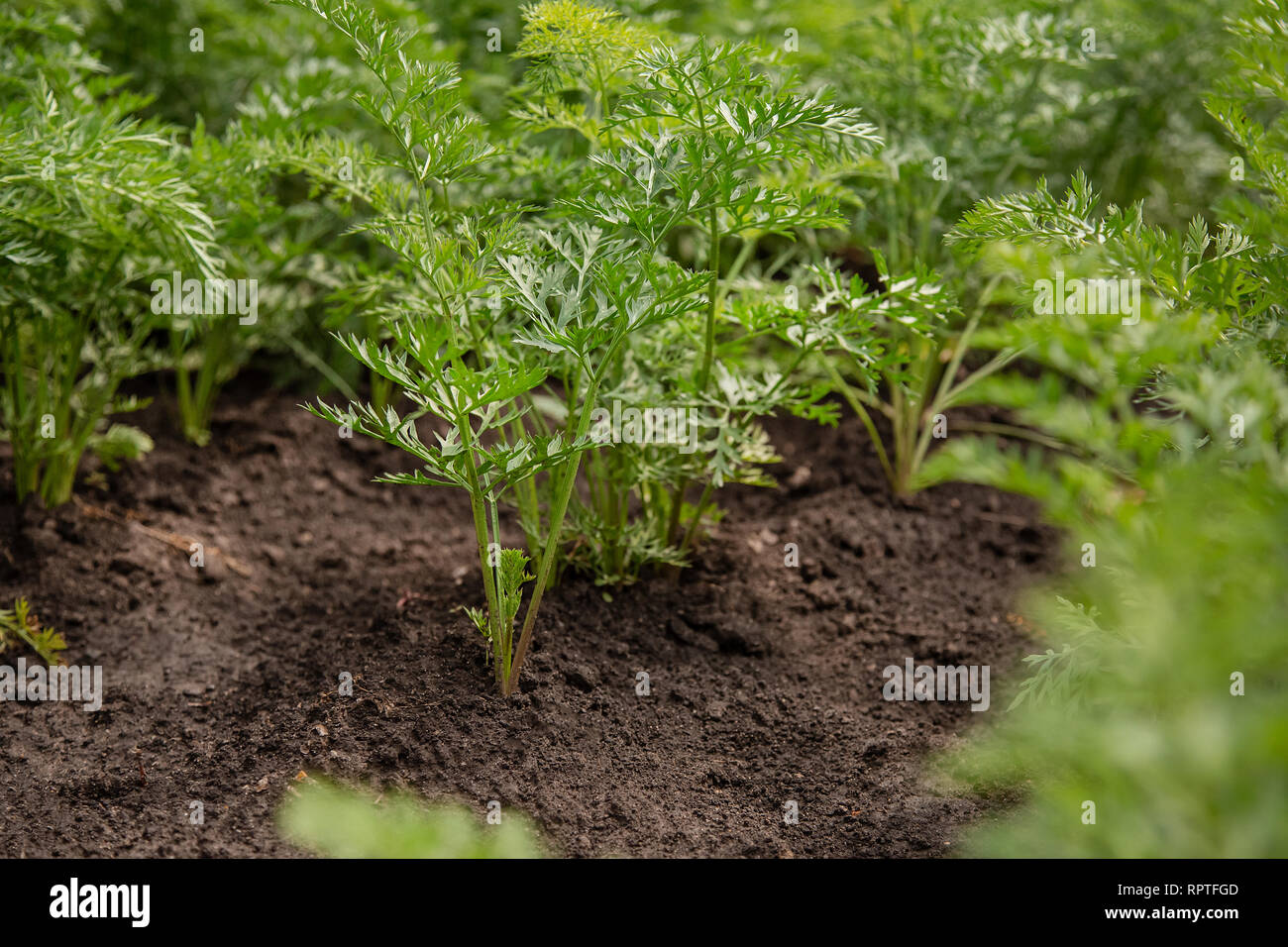 Les Jeunes Pousses De Carottes Poussent Sur Un Lit De Jardin Les Legumes Bio A La Ferme Photo Stock Alamy Les Jeunes Pousses De Carottes Poussent Sur Un Lit De Jardin Les Legumes Bio A La Ferme Photo Stock Alamy