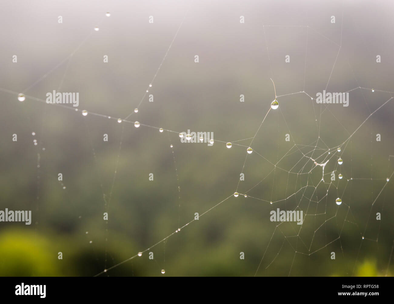 Gouttes de la rosée couvertes d'araignées dans l'herbe au lever du soleil avec brouillard à l'arrière-plan. Ponga, Asturies, Spian, l'Europe. Banque D'Images
