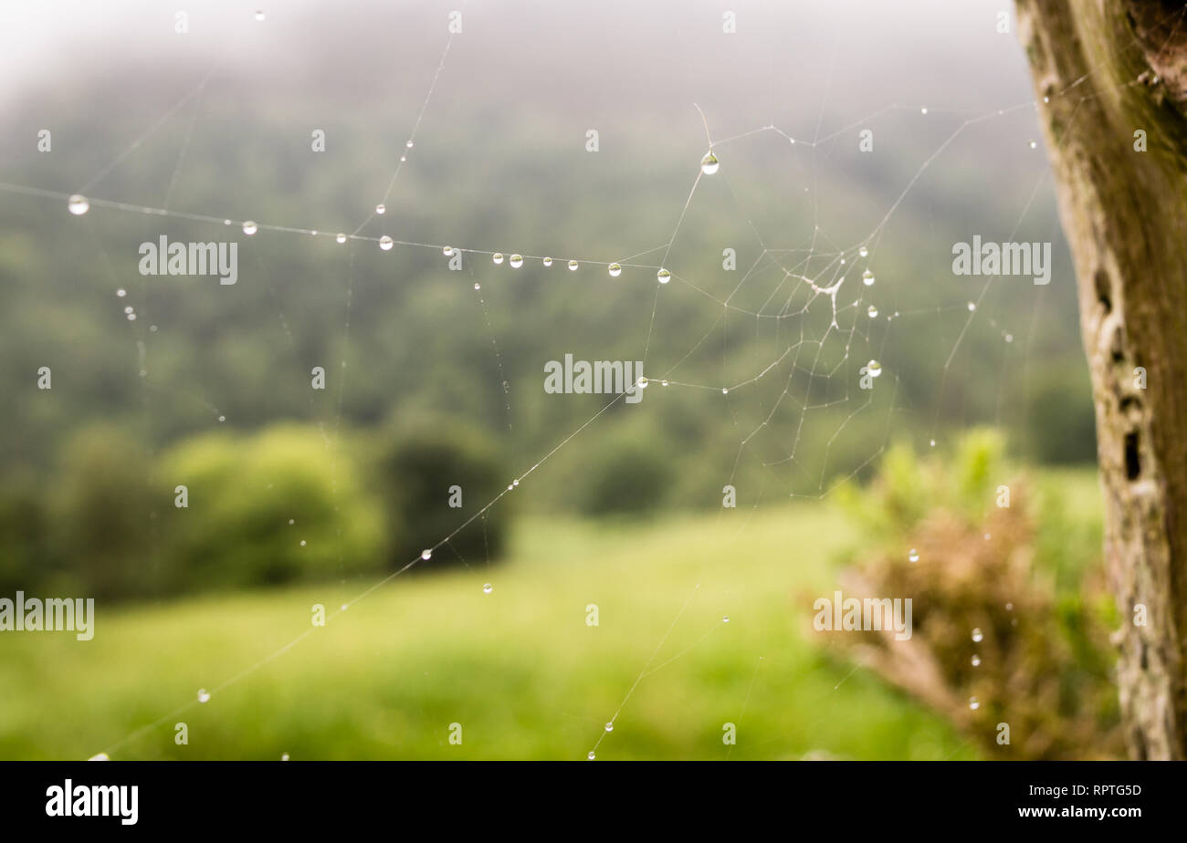 Gouttes de la rosée couvertes d'araignées dans l'herbe au lever du soleil avec brouillard à l'arrière-plan. Ponga, Asturies, Spian, l'Europe. Banque D'Images