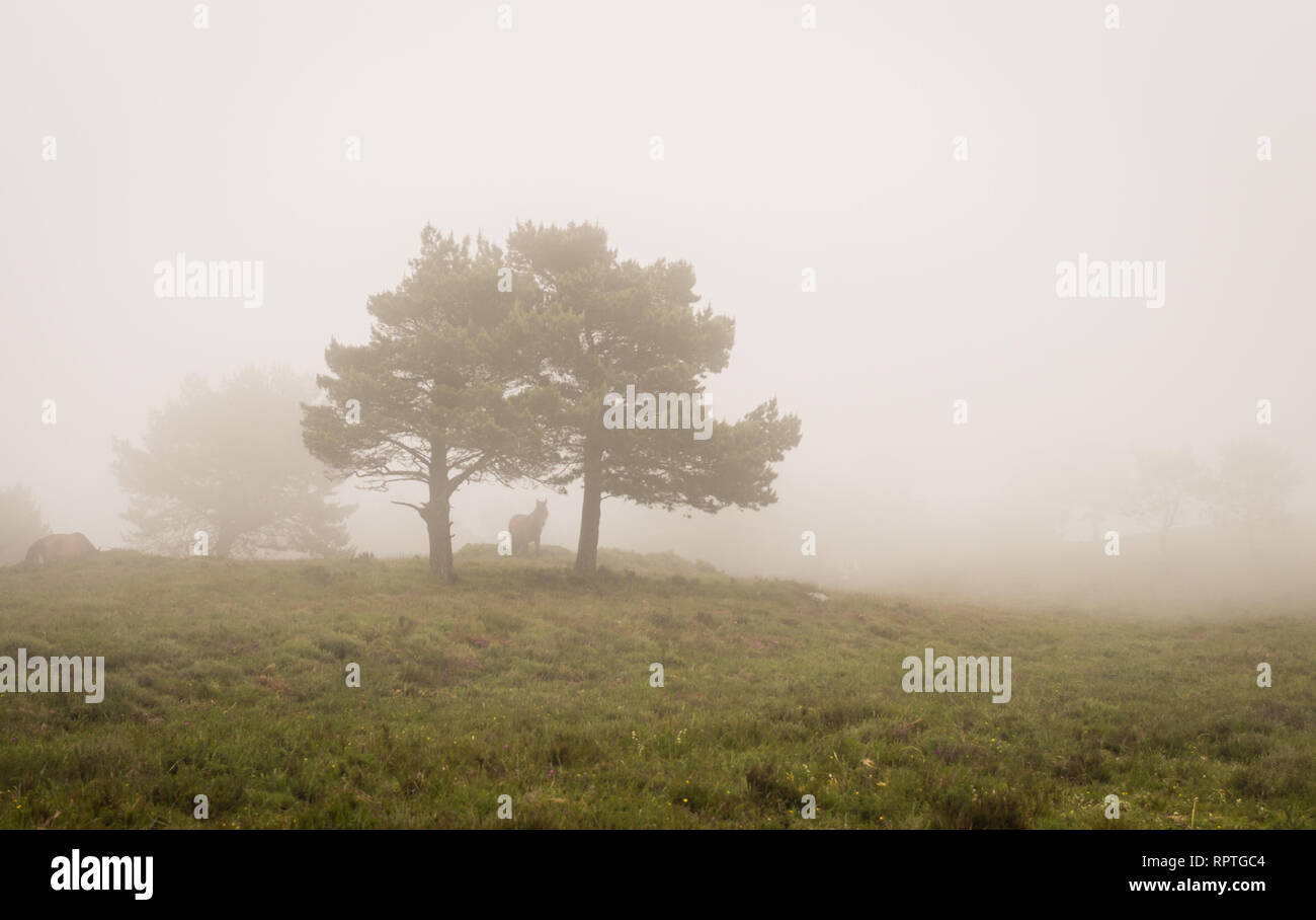 Scène de pins dans le brouillard, avec un cheval. Ponga, Asturias, Espagne. L'Europe. Banque D'Images