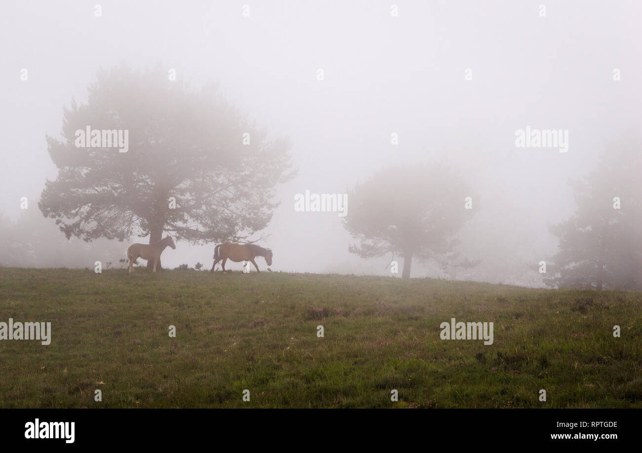 Scène de pins dans le brouillard, avec une mare et sa couvée. Ponga, Asturias, Espagne. L'Europe. Banque D'Images