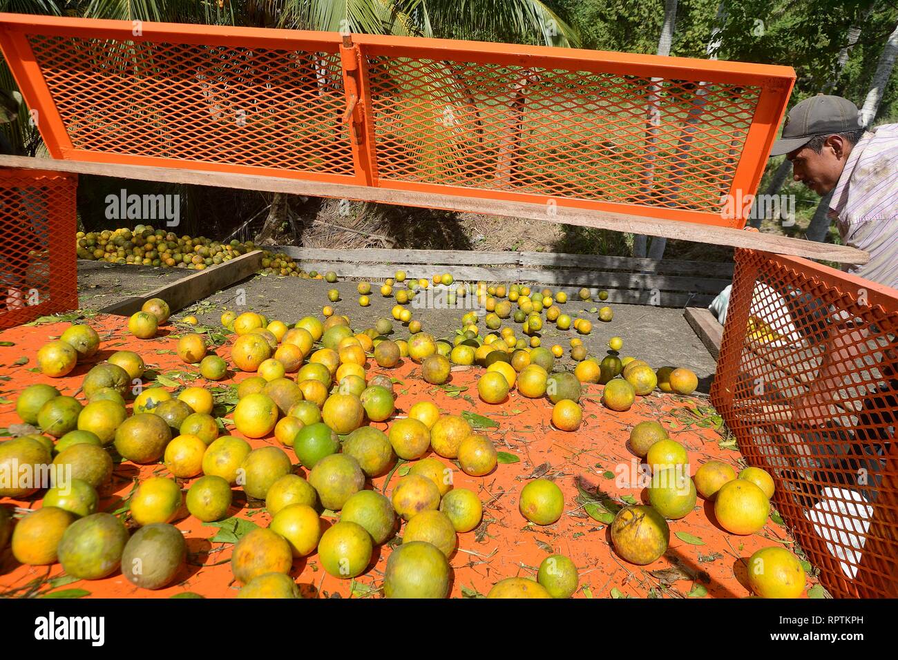 Sittee River Village, district de Stann Creek, Belize - 12 Février 2019 : une charge d'oranges fraîchement récolté d'être chargés à bord d'un camion d'agrumes à tak Banque D'Images